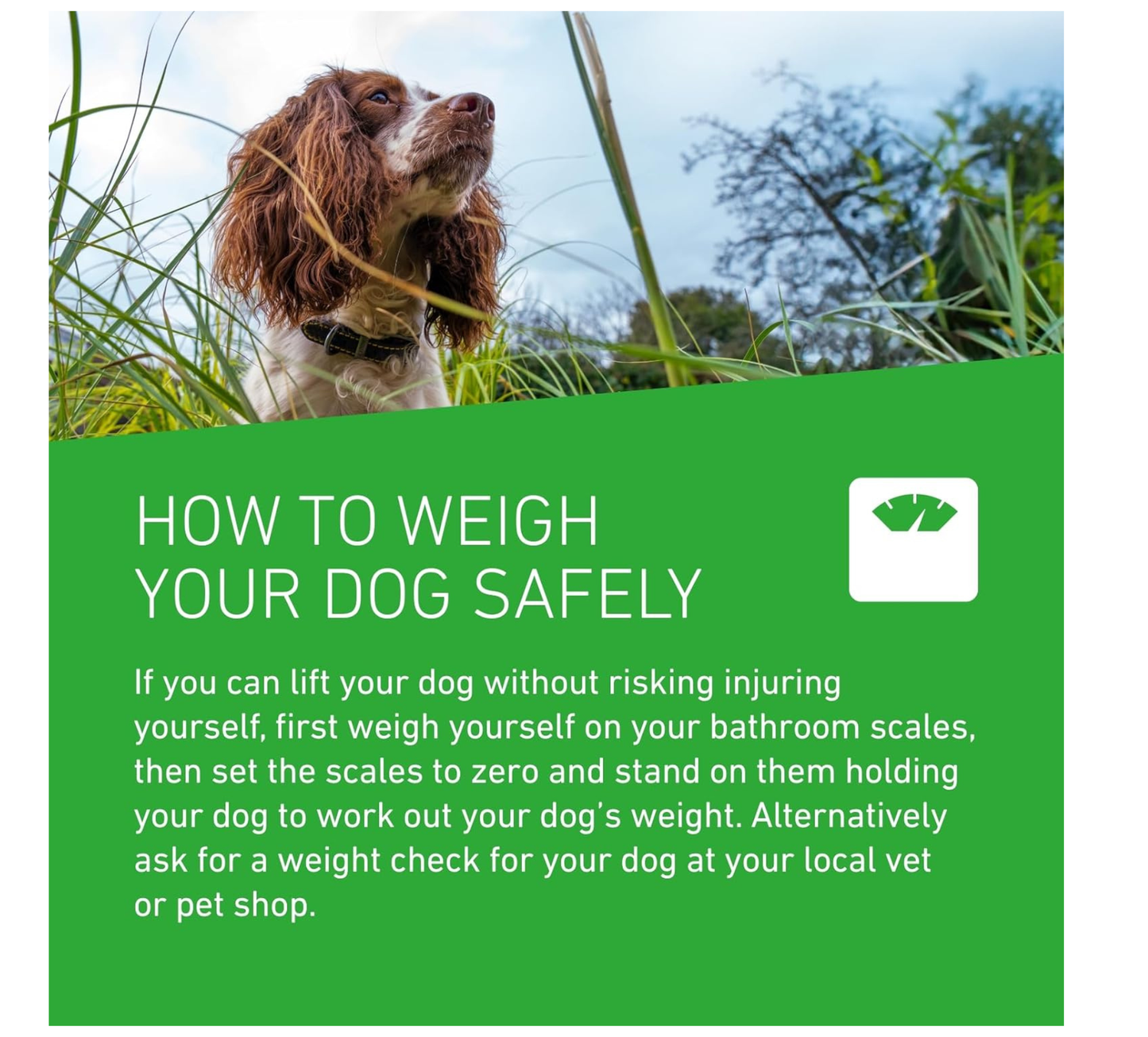 FRONTLINE Plus Flea & Tick Treatment for Small Dogs - 6 Pipettes